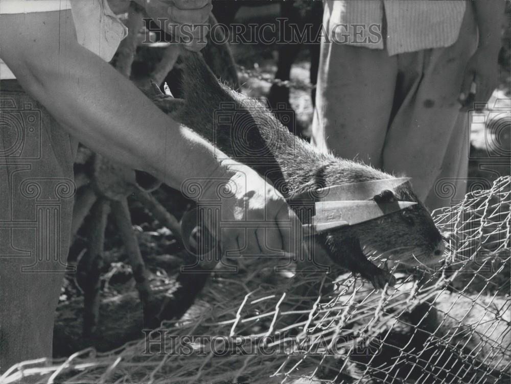 Press Photo Man Hold Scissors to Marsupial - Historic Images