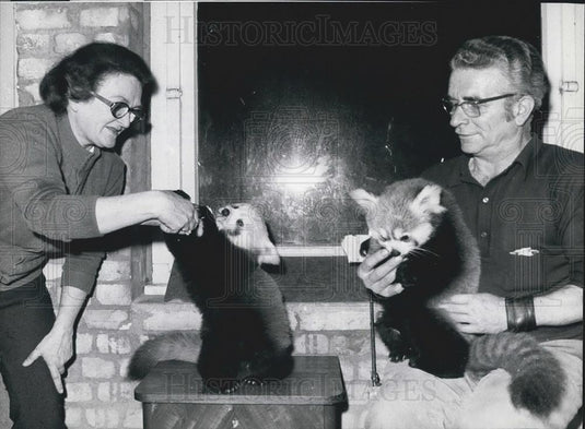 Press Photo Panda Cubs At The Hamburg Zoo - Historic Images