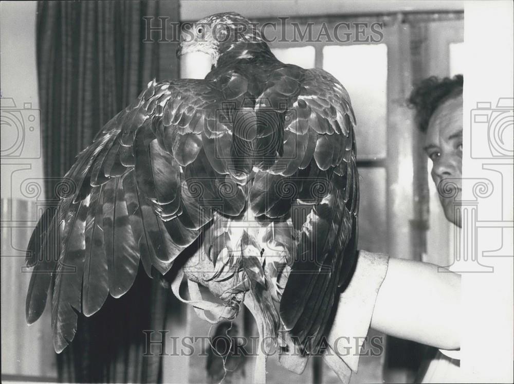 Press Photo Medusa Honey Buzzard - Historic Images