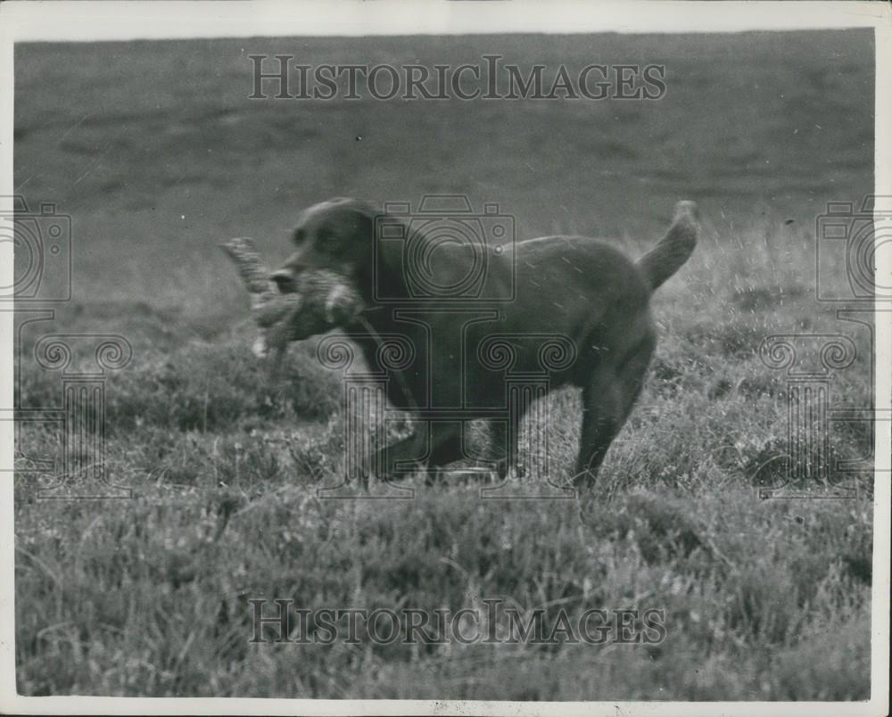 1954 Press Photo Opening of Grouse scooting season - Historic Images