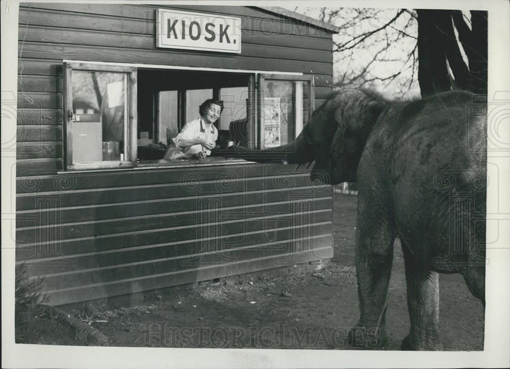 1959 Press Photo Glasgow Zoo Elephant Sari Walking Up To Refreshment Kiosk - Historic Images