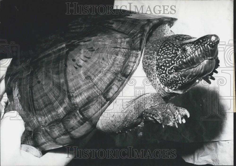 1963 Press Photo Mexican Turtle, Peter Haussmann, Berlin Zoo - Historic Images