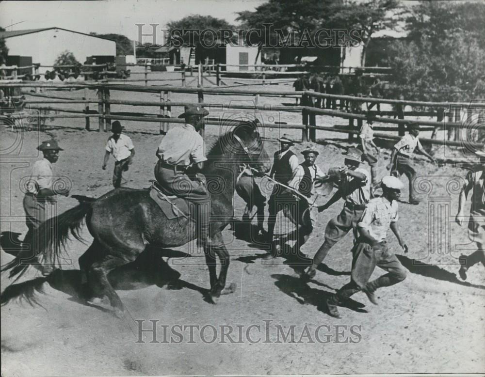 Press Photo Rodeo Training Paddock - Historic Images