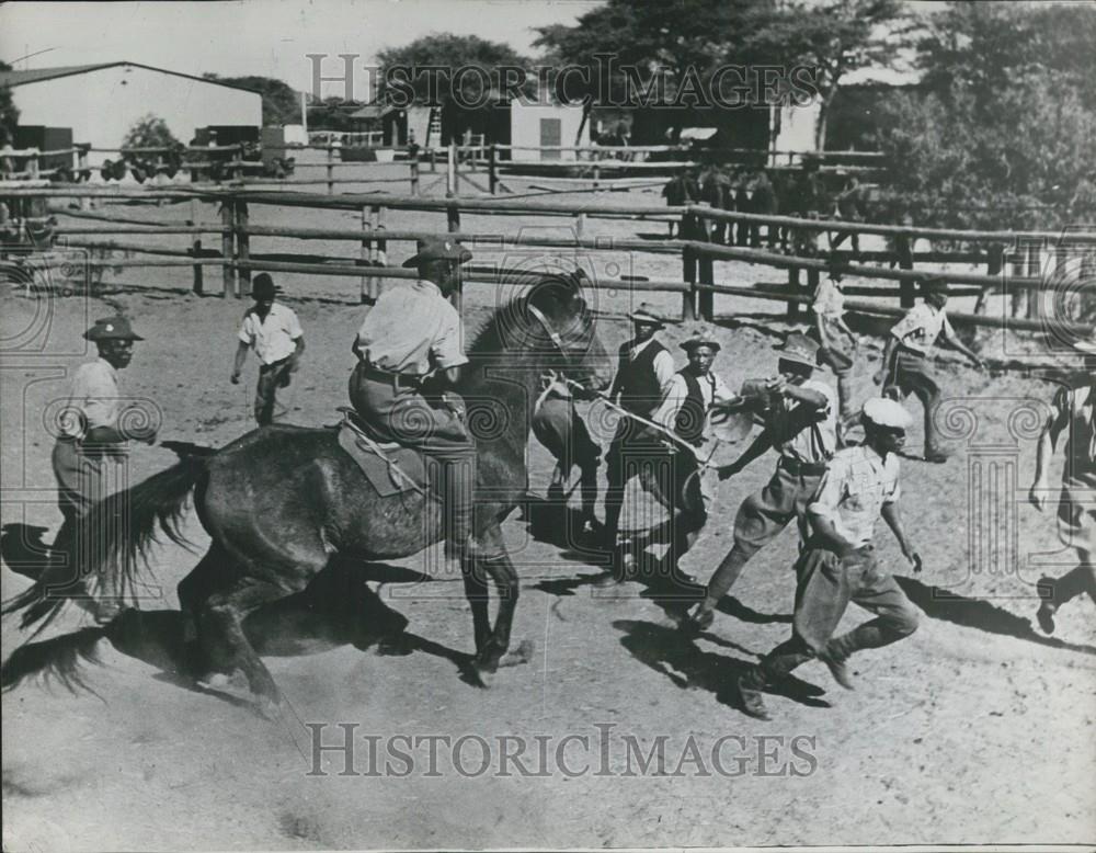 Rodeo Training Paddock Vintage Press Photo Print - Historic Images