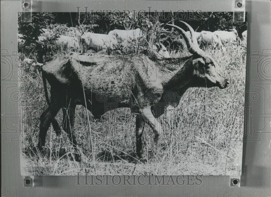 Press Photo Zebu Infected By TseTse Fly Bite - Historic Images