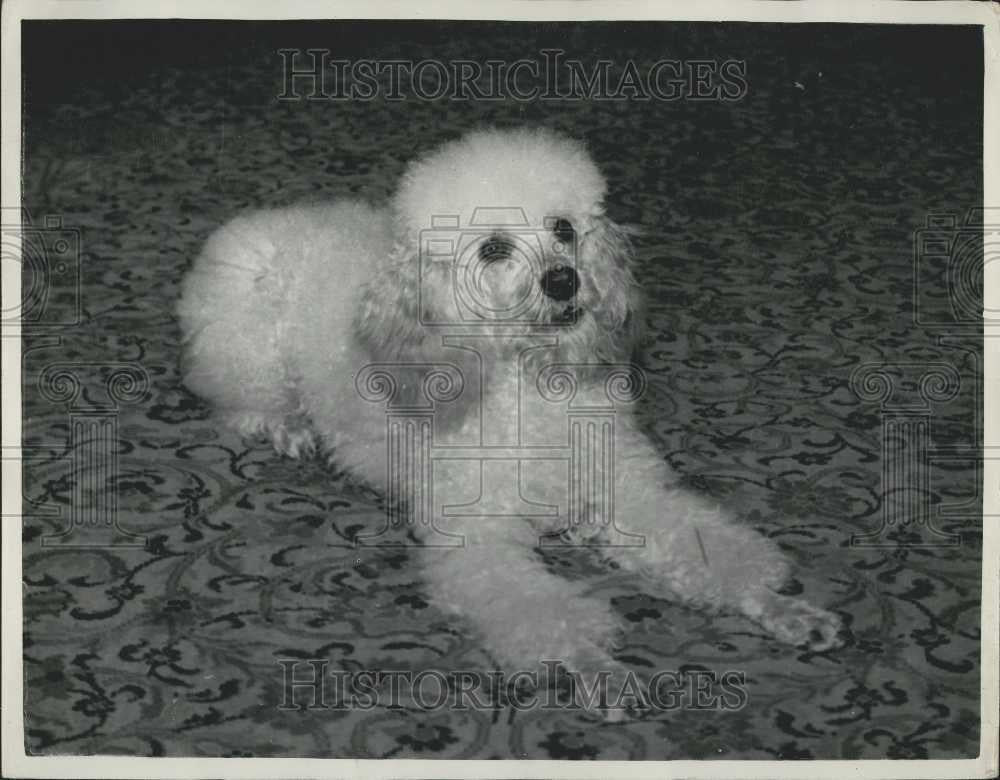 Press Photo &quot;Guppi&quot; Poodle that Can Do Math - Historic Images