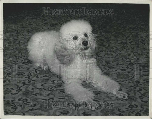 Press Photo "Guppi" Poodle that Can Do Math - Historic Images