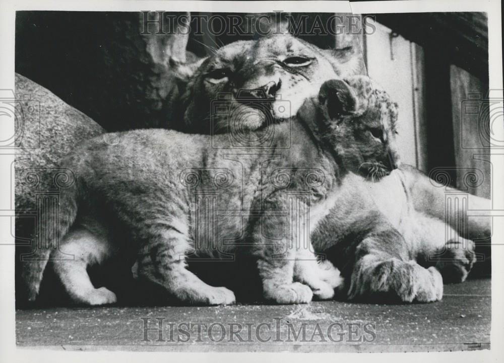 Press Photo Lioness Rumo With Cub Copenhagen Zoo - Historic Images