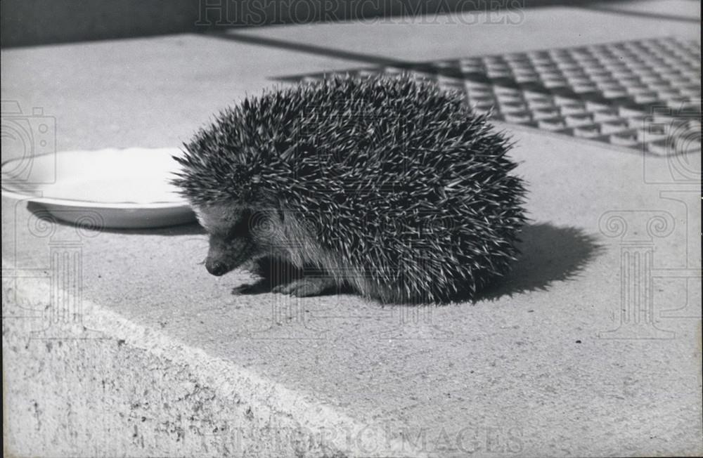 1958 Press Photo Hedgehog - Historic Images