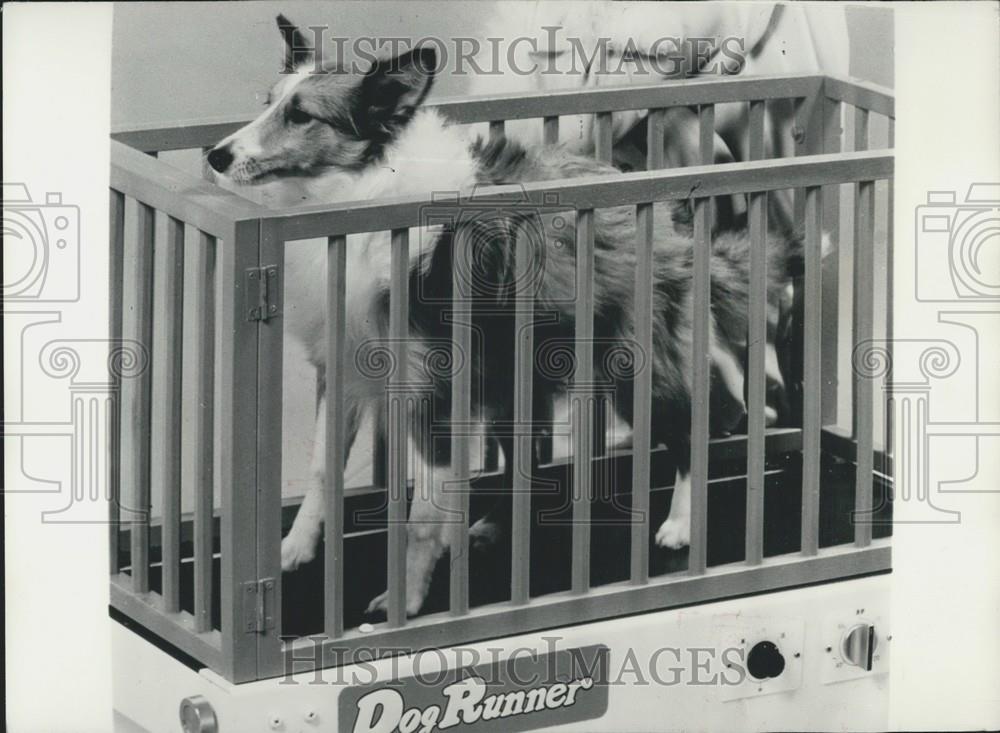 Press Photo Dog Runner Walks Your Dog The Lazy Way - Historic Images