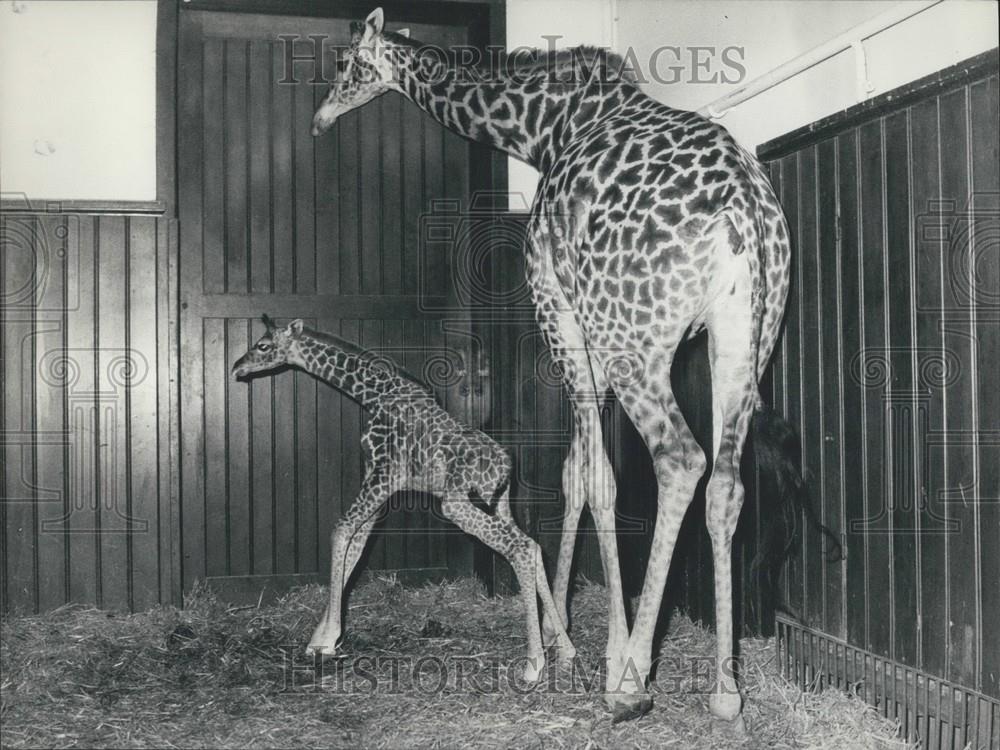 1970 Press Photo Giraffe and her baby at Zoo in Basle - Historic Images