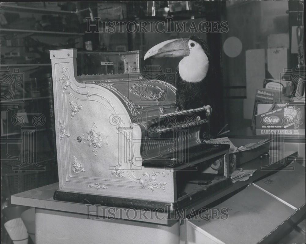 Press Photo Fred The Toucan - Historic Images