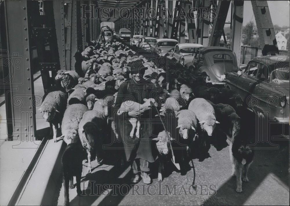 1960 Press Photo Easter Lambs Have Difficulties Getting Thru Easter Traffic - Historic Images