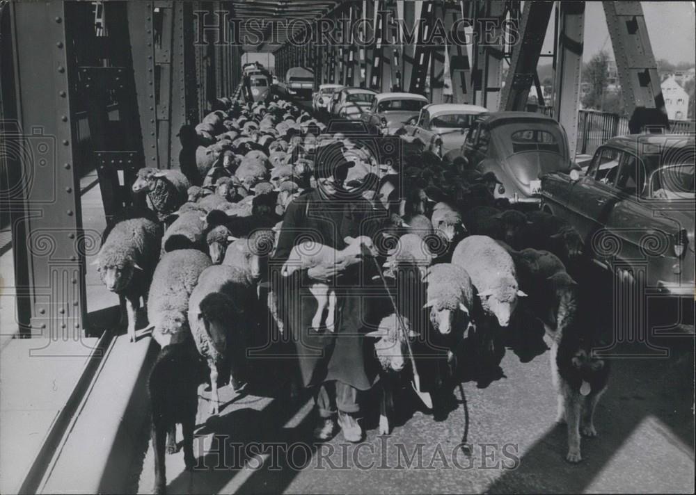 1960 Press Photo Easter Lambs Have Difficulties Getting Thru Easter Traffic - Historic Images