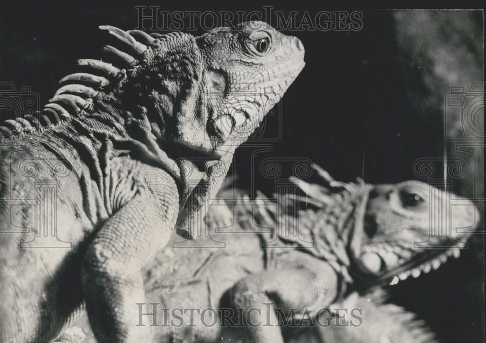 Press Photo Two Gruener Leguan Lizards - Historic Images