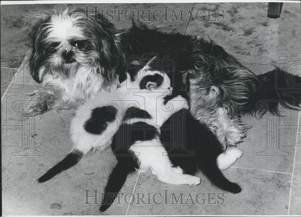 Press Photo Shi-Tsu Dog Cares For Kittens Munich Animal Home - Historic Images