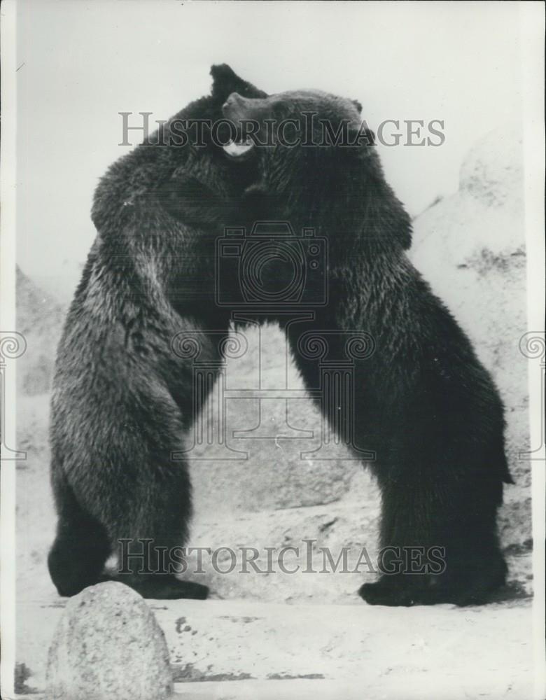 Press Photo Two bears in a zoo - Historic Images