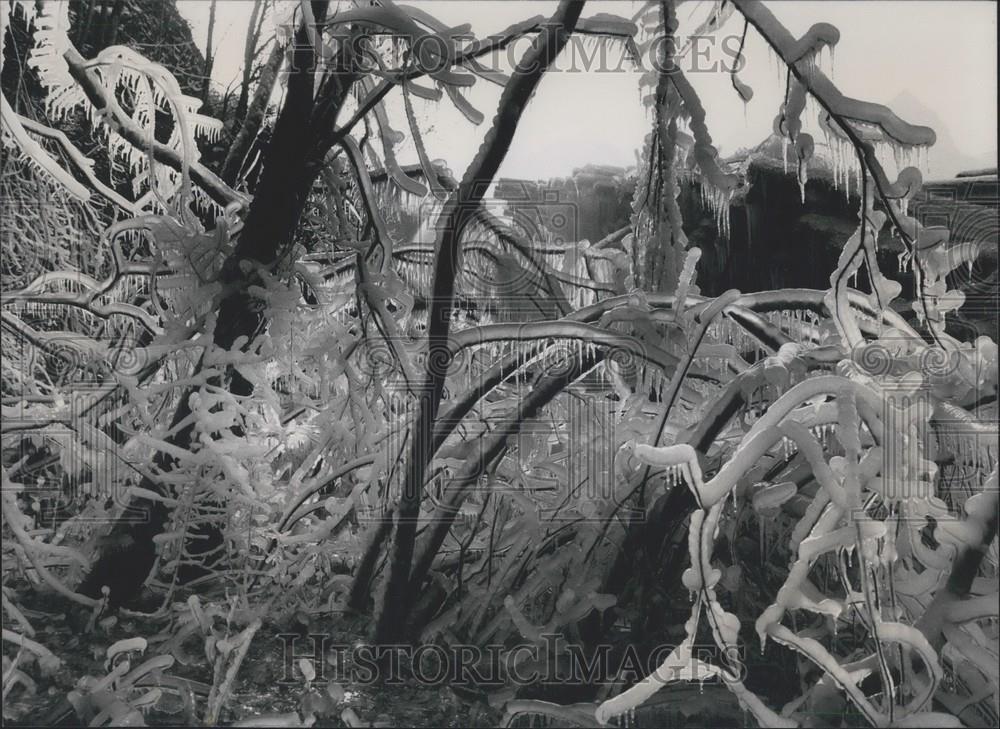 1990 Press Photo Plants Trees Covered Frost Switzerland - Historic Images