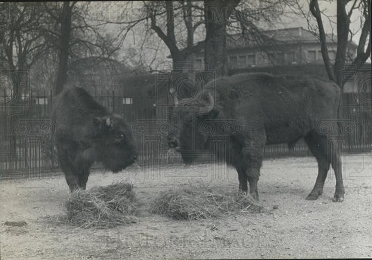 1958 Press Photo European Bred Buffaloes, Paris Zoo - Historic Images