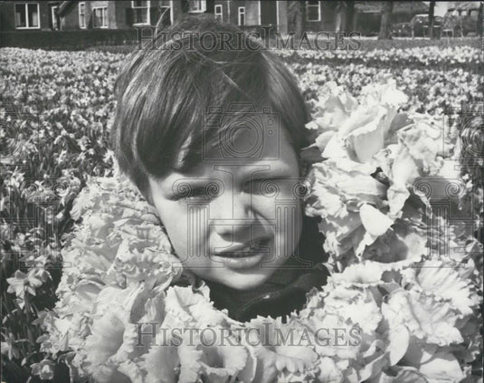 1968 Press Photo Bulbflowers in Holland - Historic Images