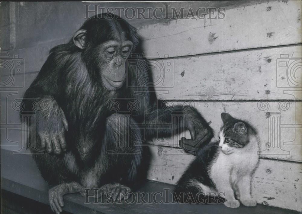 Press Photo A chimp and a kitten - Historic Images