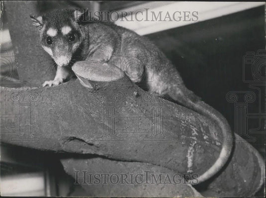 Press Photo Opossum, Jardin des Plantes - Historic Images