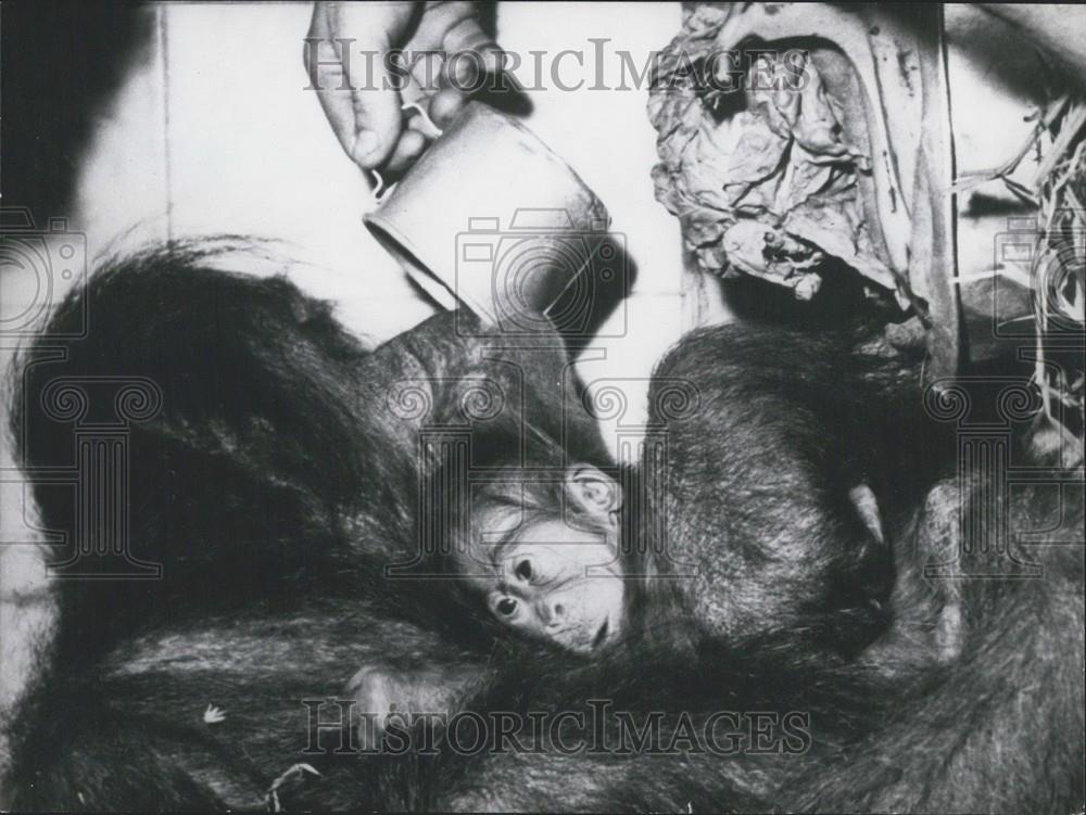 Press Photo Frankfort zoo ,orangutan and her baby - Historic Images