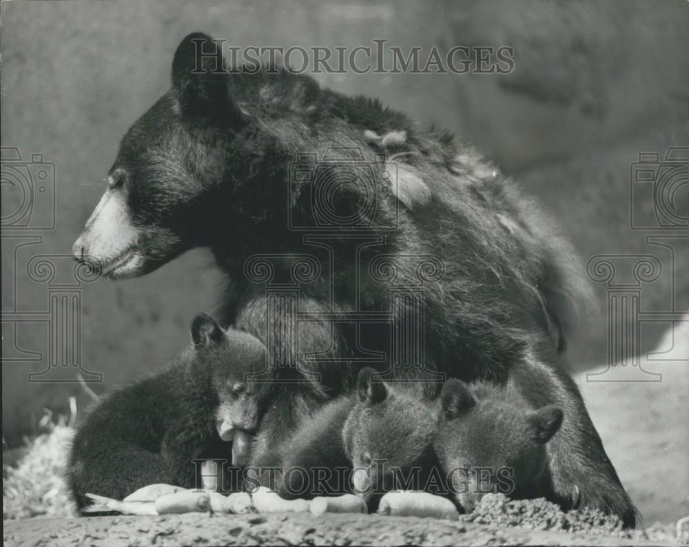 1975 Press Photo Bessie and her triplets at London Zoo - Historic Images