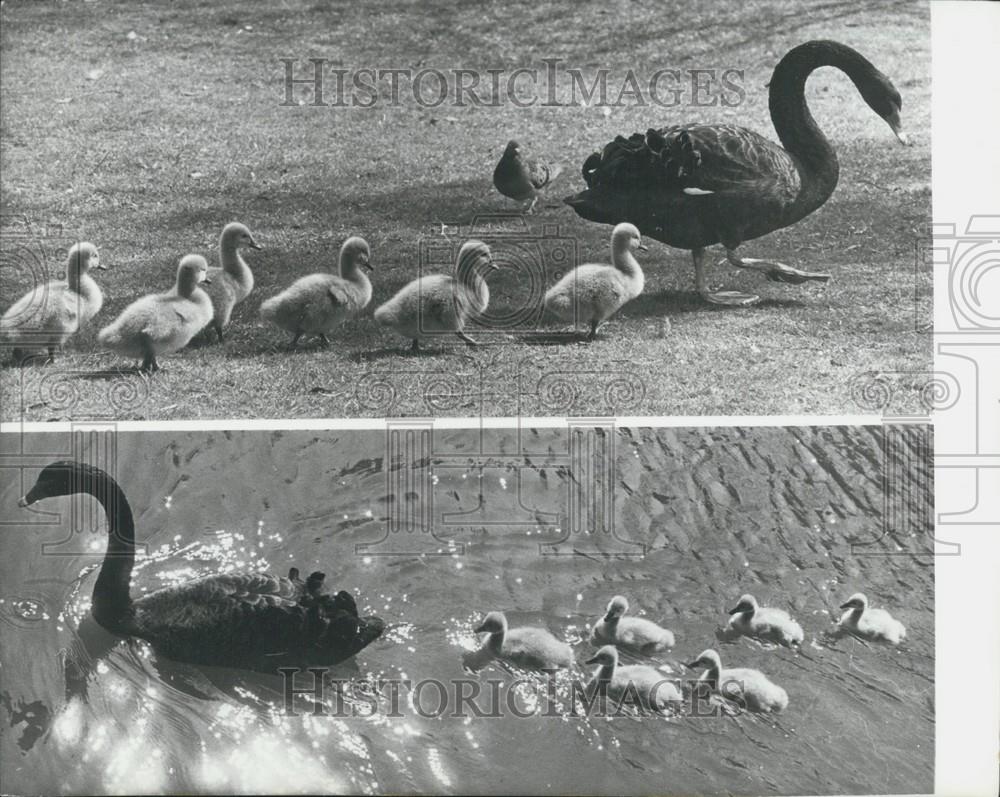 1973 Press Photo Australian black Swan cygnets - Historic Images