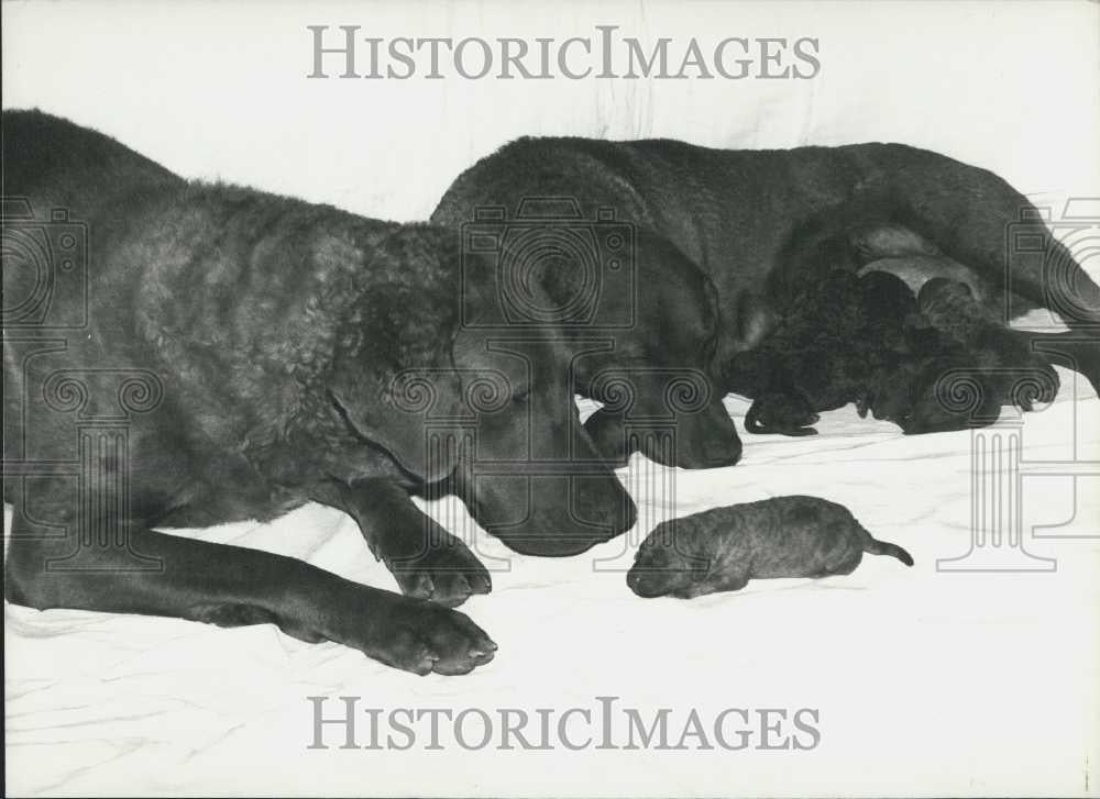 1981 Press Photo Jupiter, Juno, Chesapeake Bay Retrievers, Switzerland - Historic Images