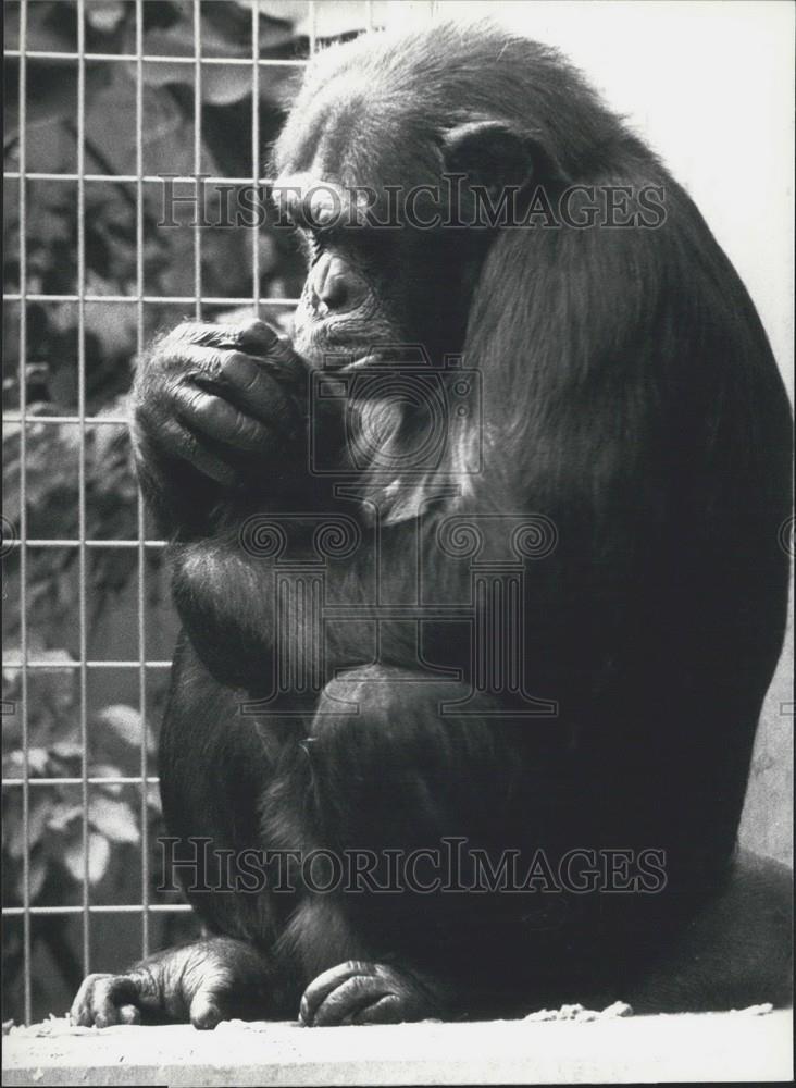 Press Photo Chimpanzee Mother Jacky With Baby Gayi Basle Switzerland Zoo - Historic Images