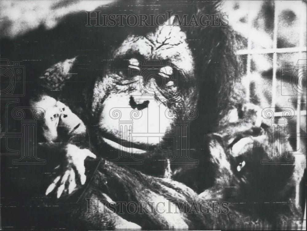 1973 Press Photo Orangutan Twins in the Basle Zoo - Historic Images