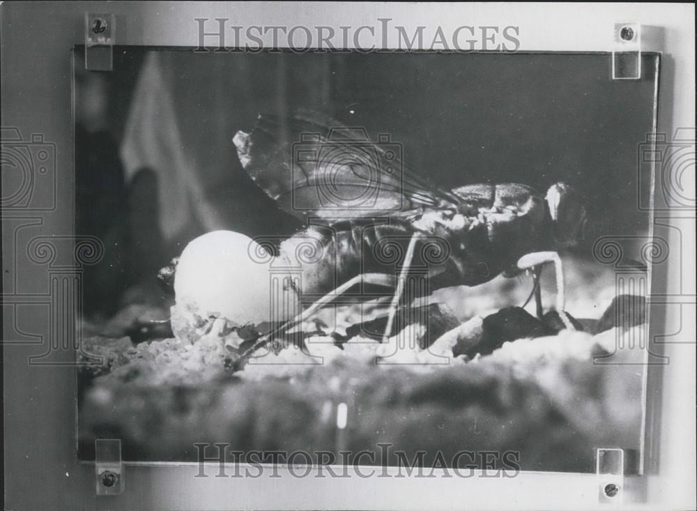 Press Photo Tsetse Fly Gives Birth - Historic Images