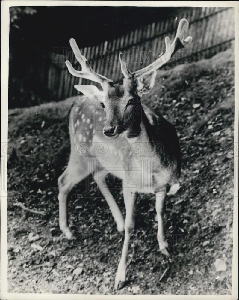 1957 Press Photo Prince Charles to be given a stag - Historic Images