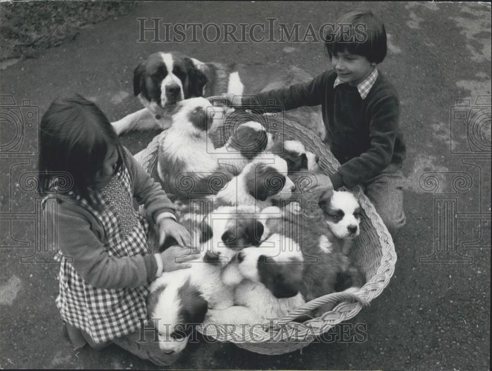 1976 Press Photo Saint Bernard Puppies, Berhardin Dogs, Trogen, Switzerland - Historic Images