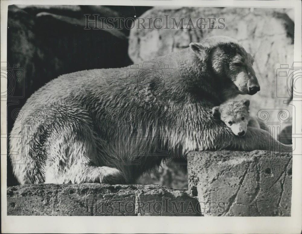 Press Photo Polar Bear Isabella With Cub Stockholm Zoo - Historic Images