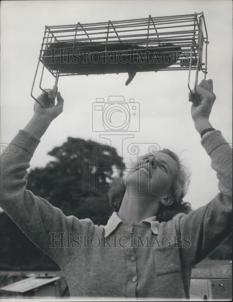 Press Photo Nancy Hicks inspects a mink - Historic Images