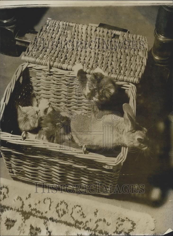 Press Photo A bunny rabbit and kittens - Historic Images