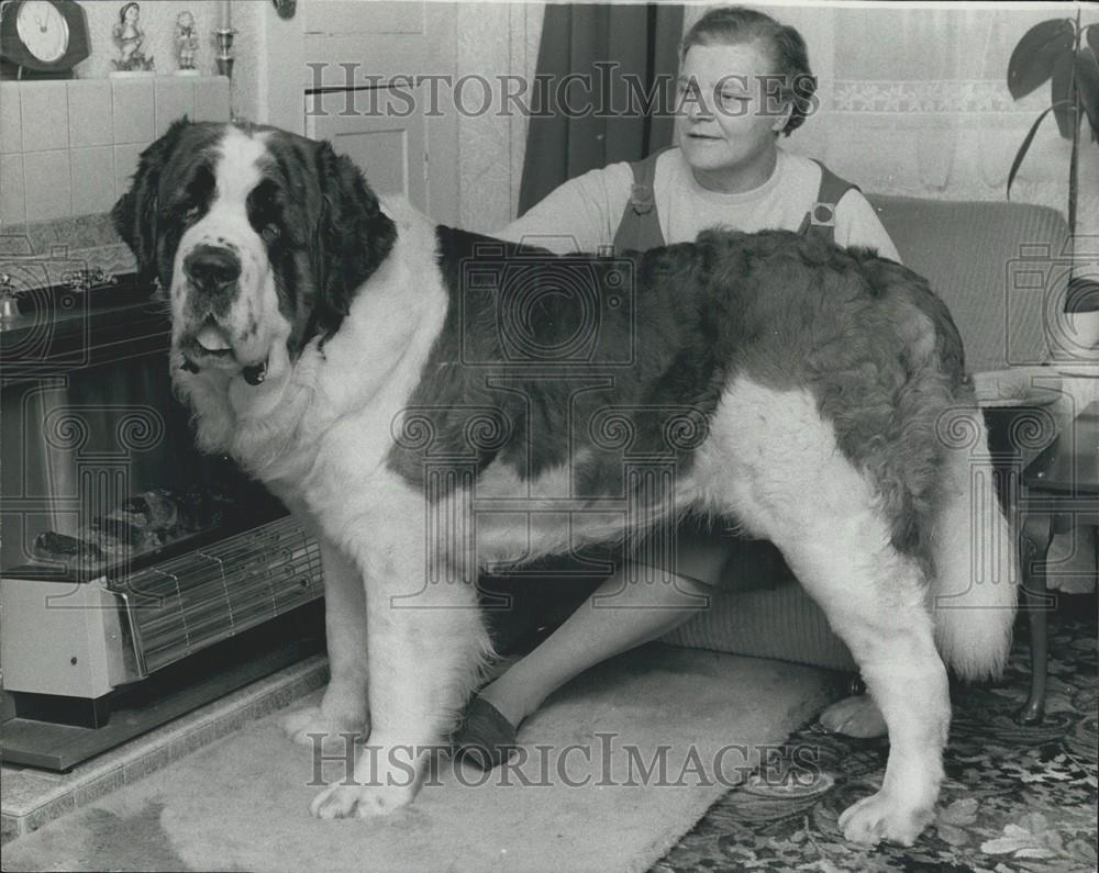 1974 Press Photo A St Bernard is Supreme Champion at Cruft&#39;s - Historic Images