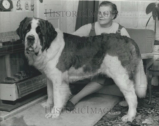 1974 Press Photo A St Bernard is Supreme Champion at Cruft's - Historic Images