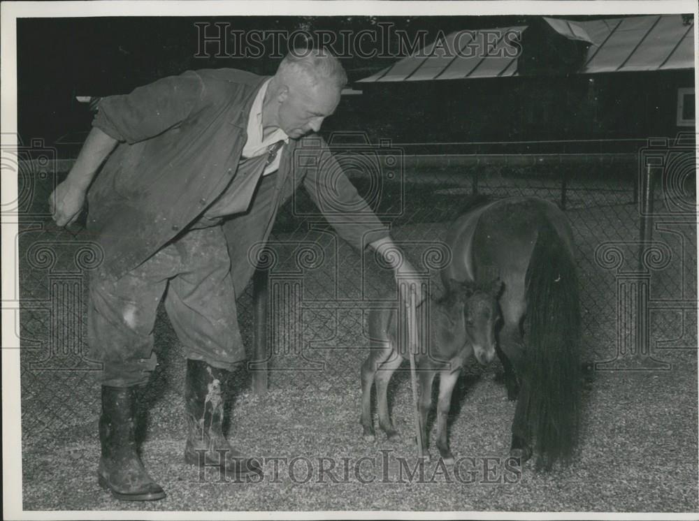 Press Photo WorldÃ¢s youngest foal At Munich-Hellabrunn Zoo - Historic Images