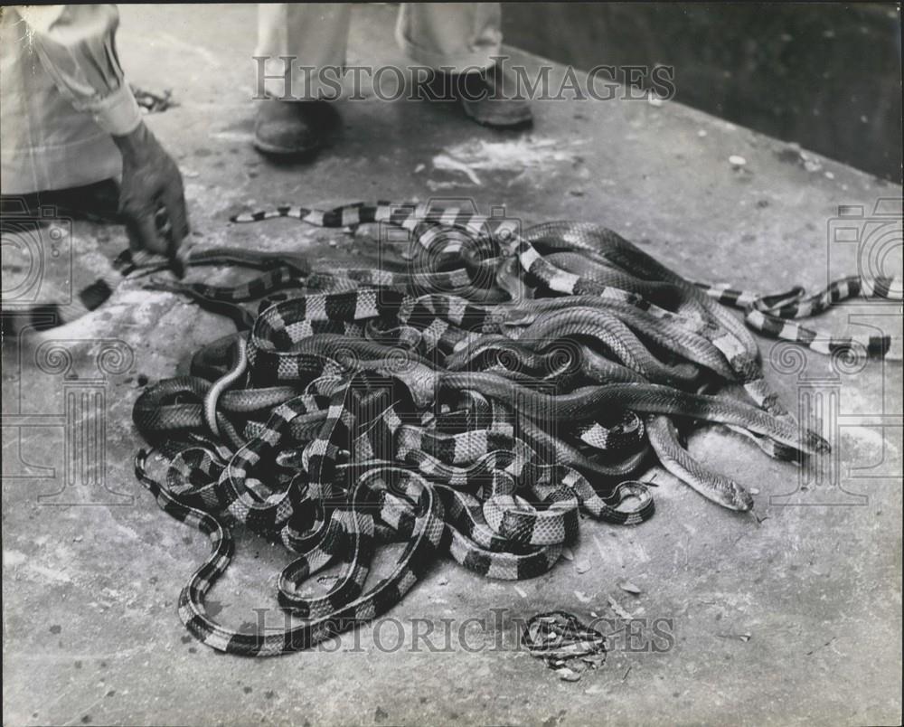 Press Photo Deadly Kraits at Snake Farm - Historic Images