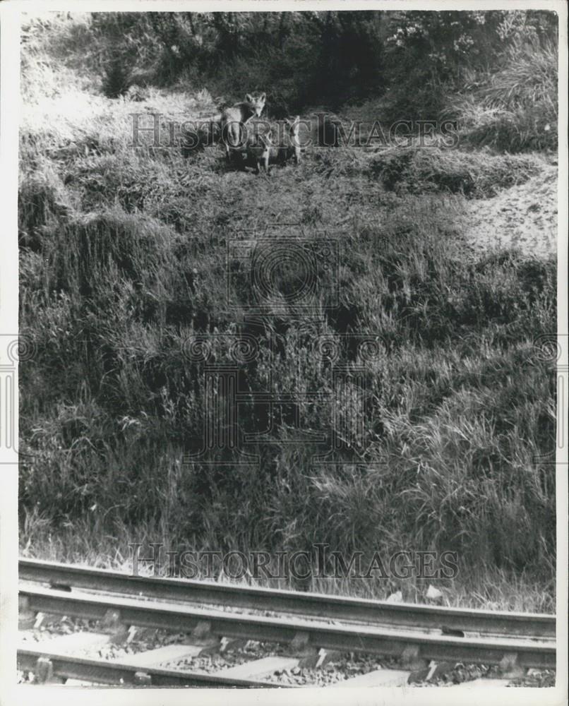 Press Photo Fox & Her 2 Cubs Make Home Beside London Railway - Historic Images