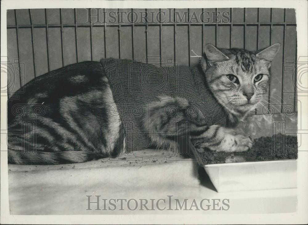 1955 Press Photo Championship All Breed Show Of The Croydon Cat Club - Historic Images