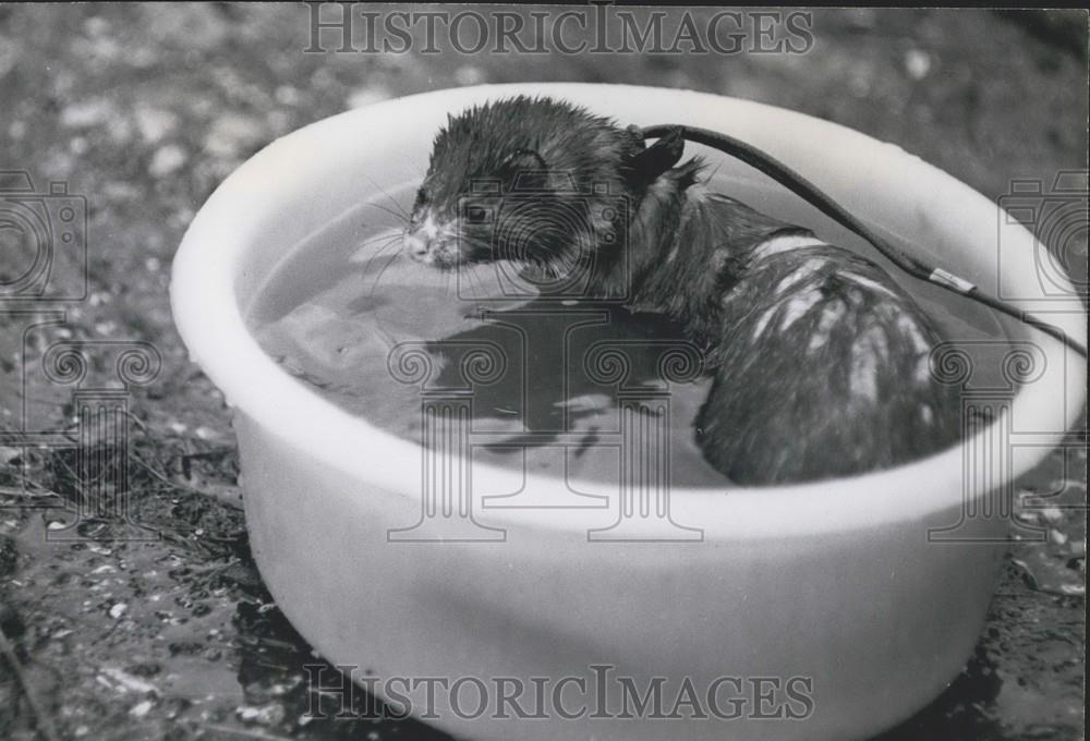 Press Photo Mink Plays In Water Bowl Wearing Leash - Historic Images