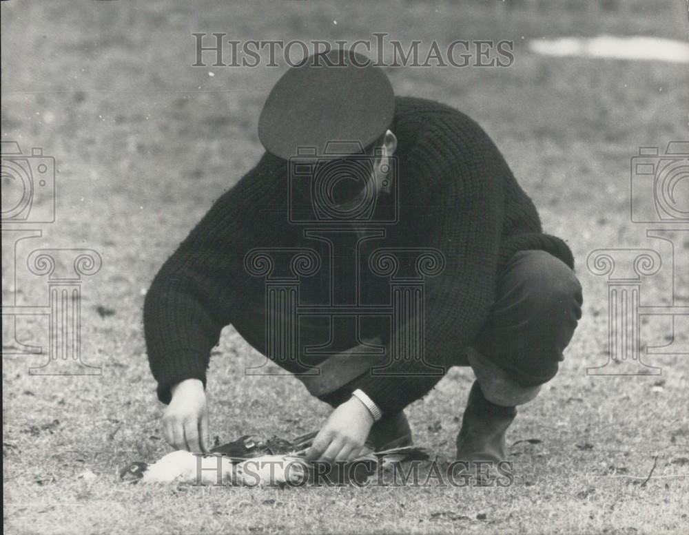 1965 Press Photo Goldie&quot; The Fly-Away Eagle Attacks Again - Historic Images