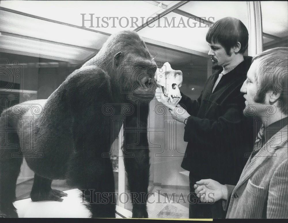 1973 Press Photo &quot;Tarzan&quot; the gorilla at Zoological Museumof Zurich University - Historic Images