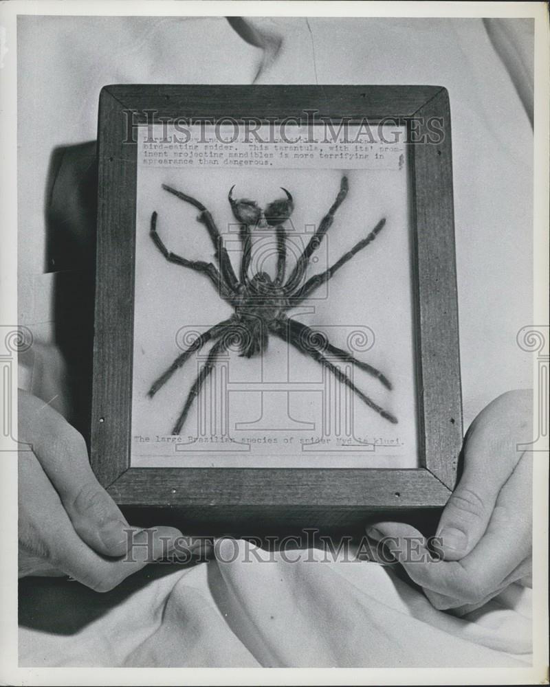 1957 Press Photo Tarantula In Box Navy Doctors Fighting Tropical Disease - Historic Images