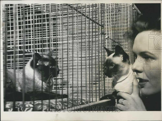 Press Photo 2 Siamese Tomcats at 2nd German Show of Precious Cats - Historic Images