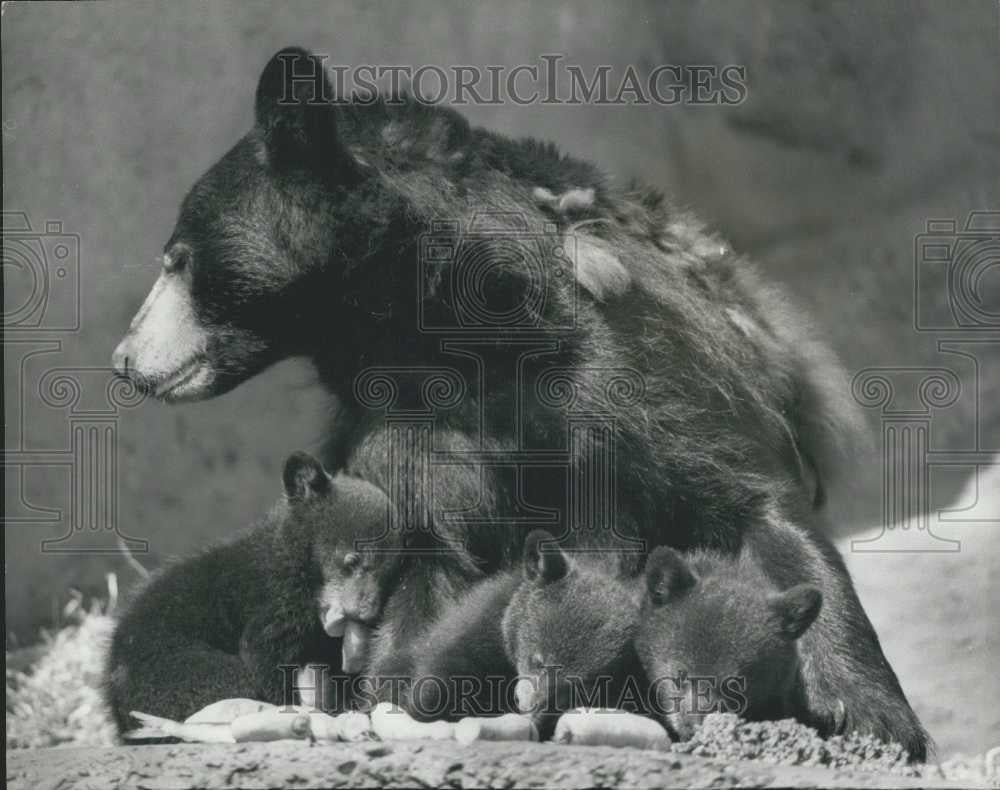 1975 Press Photo Triplet Black Bear Cubs Make Their Debut at London Zoo - Historic Images